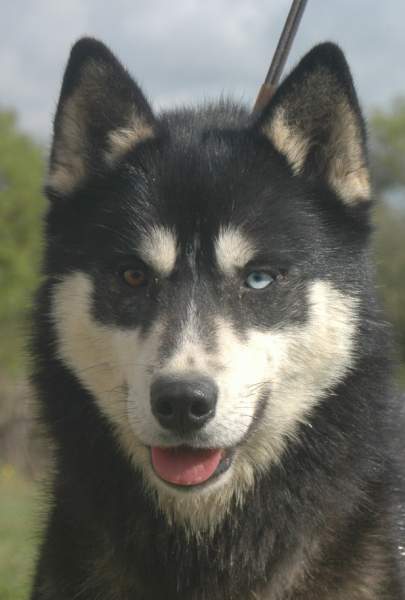Magic Wolf Finnmark (dite chipie)