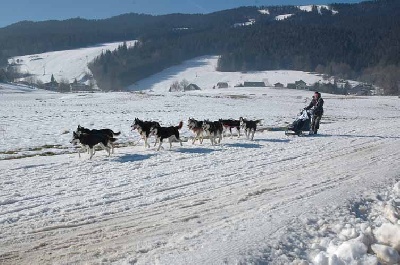 Magic Wolf - Course de Méaudre : champions de France et brevetés échelon 3