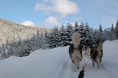 Magic Wolf - Photos des vacances à la neige