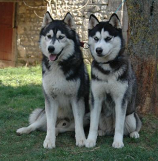 Magic Wolf - Des bébés pour Crystale et Boréal