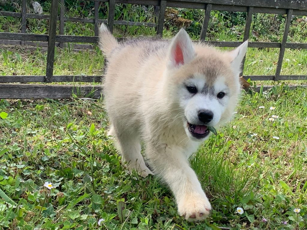 Magic Wolf - Chiots husky LOF disponibles pour début - mi juin 2021