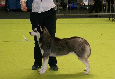 Magic Wolf - Expo canines de 2008.