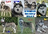  - Des p'tits loup husky pour mars et mai 2011
