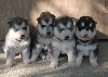  - chiots malamute LOF disponibles de suite et dans 2 mois.