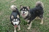  - Chiots malamutes