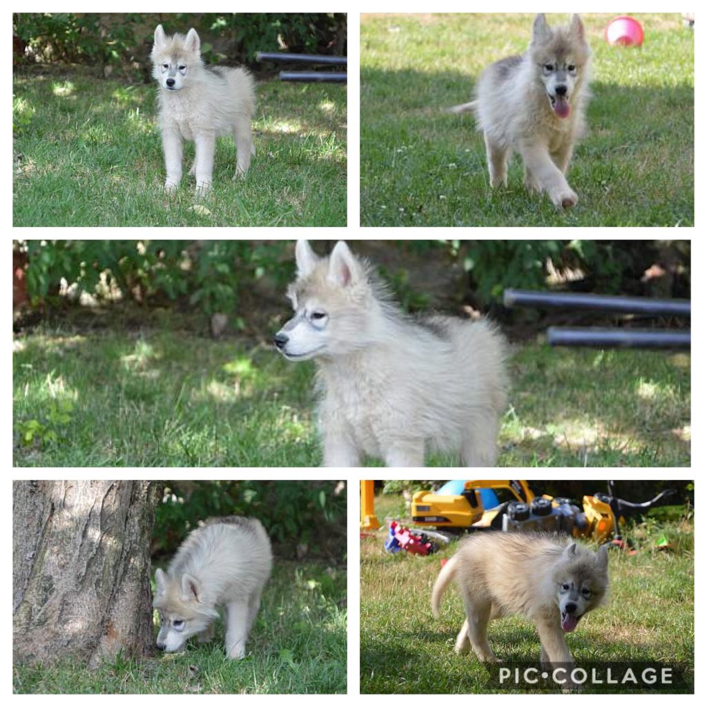 Magic Wolf - Chiots husky males disponibles dès maintenant 