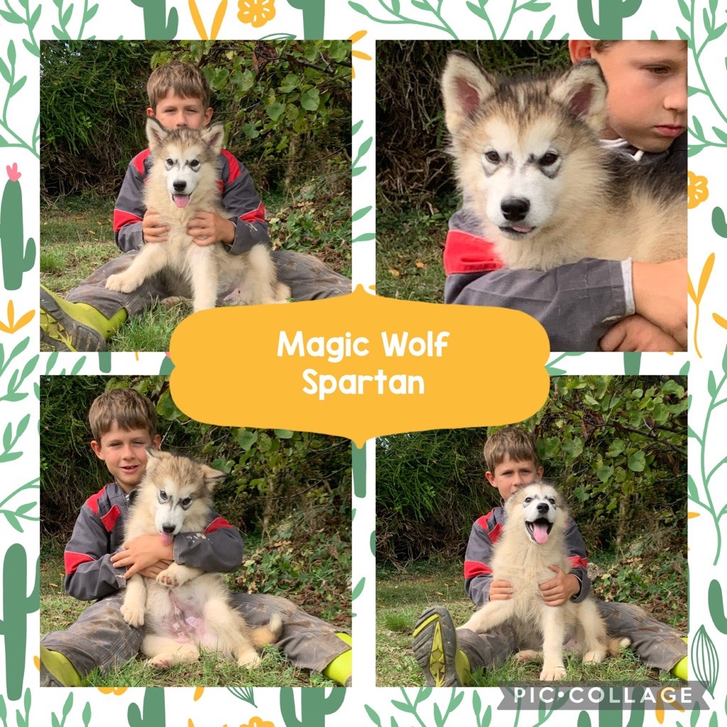 Magic Wolf - Spartan chiot malamute mâle LOF disponible 