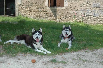 Magic Wolf - les bébés sont nés!!!!!