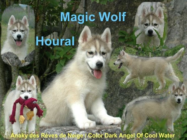 Magic Wolf Houral