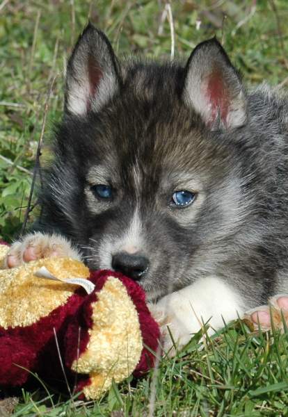 Magic Wolf Hypnotic blue eyes dit halcatraz