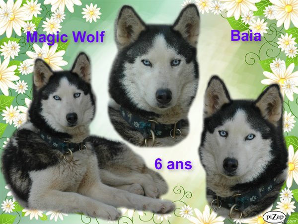 Magic Wolf Baia