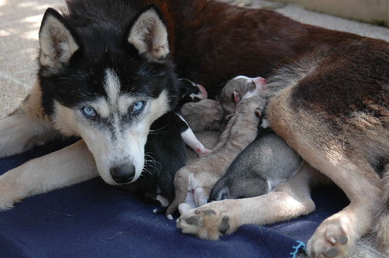 Magic Wolf - Siberian Husky - Portée née le 27/09/2011