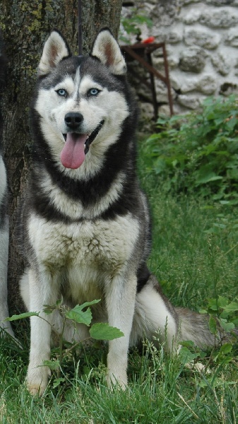 chiot Siberian Husky Magic Wolf