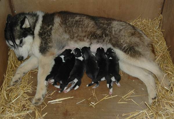 Magic Wolf - Siberian Husky - Portée née le 24/05/2010