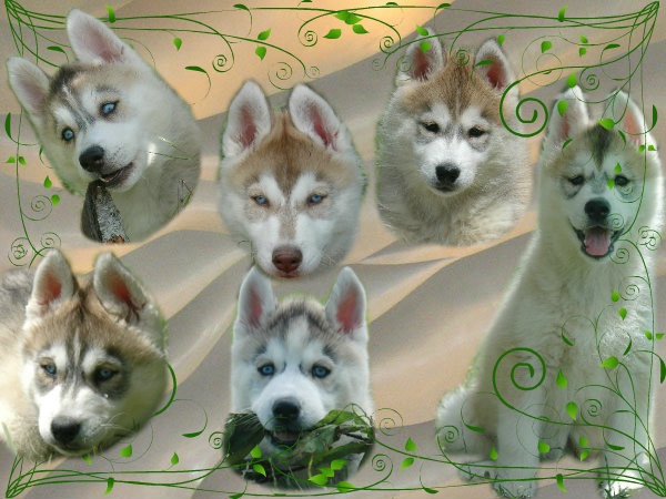 Magic Wolf - Siberian Husky - Portée née le 24/04/2012