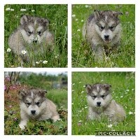 Magic Wolf - Alaskan Malamute - Portée née le 23/03/2020