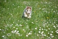 Magic Wolf - Siberian Husky - Portée née le 01/02/2019