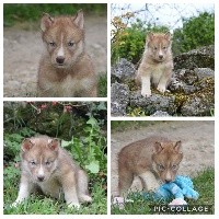 Magic Wolf Ragnar (male typé chocolat yeux bleus)