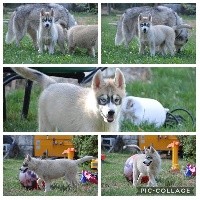 Magic Wolf Perfect Grey Wolf (grise yeux verrons)