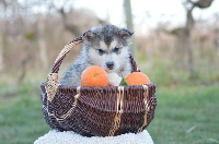 Magic Wolf - Alaskan Malamute - Portée née le 11/11/2015