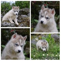 Magic Wolf Roy (Male gris clair yeux verrons)