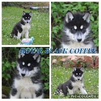 Magic Wolf Royal Black Coffee