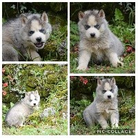 Magic Wolf Ruby (gris yeux bleus)