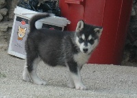 Magic Wolf Dream of Yukon Quest