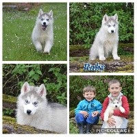 Magic Wolf R...dite Ruby (grise foncée yeux bleus)