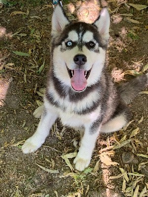 Magic Wolf Texas Ranger ( mâle noir yeux vairons )