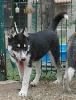 Magic Wolf Finnmark dite Chipie