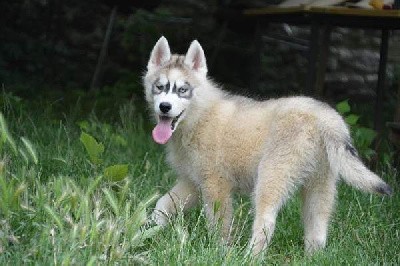 Magic Wolf Topaze ( mâle gris yeux bleus )