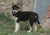 Magic Wolf Finnmark dite Chipie