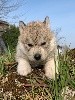 Magic Wolf Saiko ( grise 1 yeux marrons )