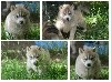 Magic Wolf Perfect Grey Wolf (grise yeux verrons)