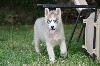 Magic Wolf Pixel (gris fleur de lys yeux bleus)