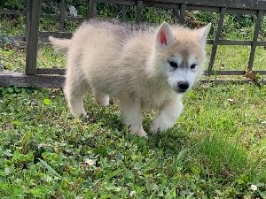 Magic Wolf Silver (male gris)