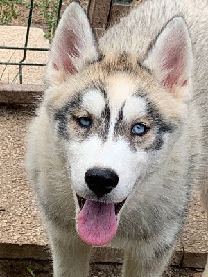 Magic Wolf Topaze ( mâle gris yeux bleus )