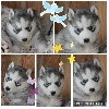 Magic Wolf R...dite Ruby (grise foncée yeux bleus)