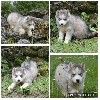 Magic Wolf R...dite Ruby (grise foncée yeux bleus)