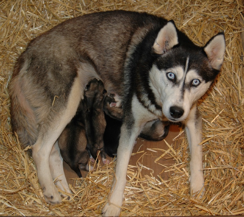 Magic Wolf - Siberian Husky - Portée née le 12/10/2009