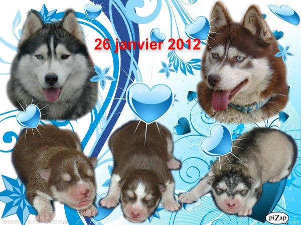 Magic Wolf - Siberian Husky - Portée née le 26/01/2012