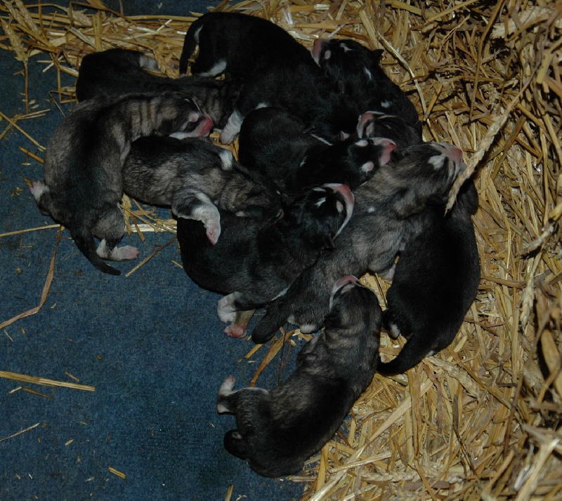 Magic Wolf - Alaskan Malamute - Portée née le 17/07/2008