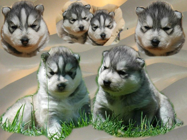 Magic Wolf - Siberian Husky - Portée née le 03/05/2012