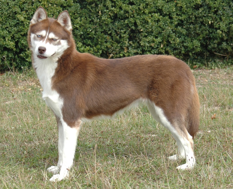 CH. Magic Wolf Cerridwen