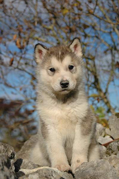 Magic Wolf Flash Back
