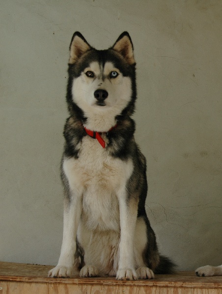 Magic Wolf Enya dite kenya