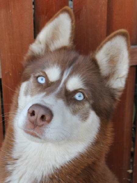 Magic Wolf Eclat de chocolat dite eika