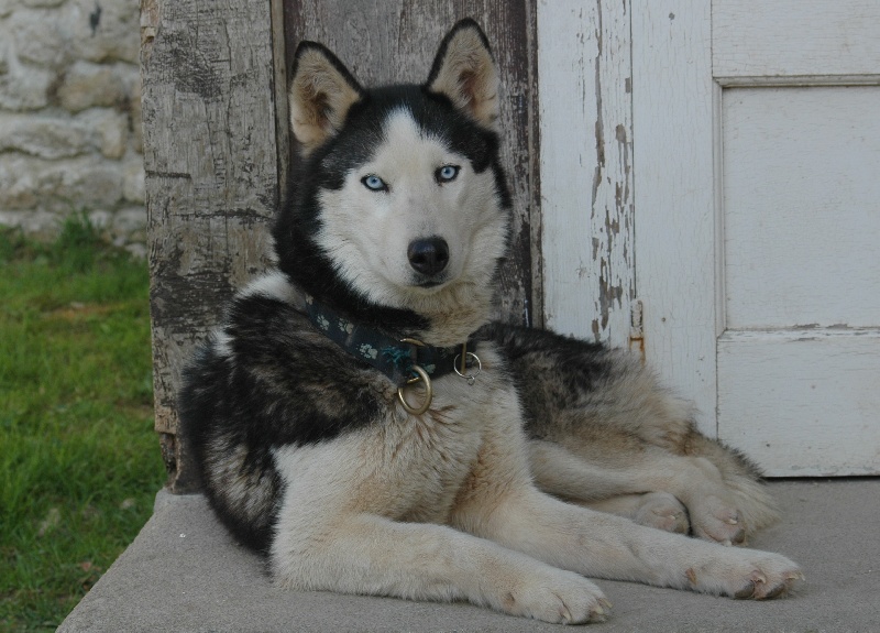 Magic Wolf Baia