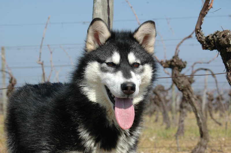 Magic Wolf Himalaya (rose)